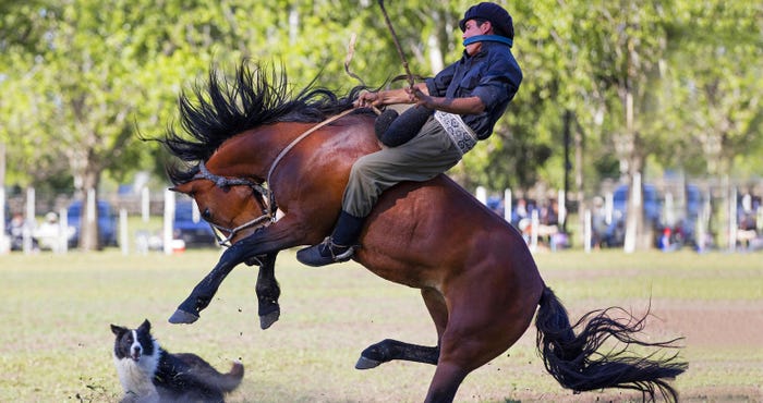 man taming a horse man taming a horse