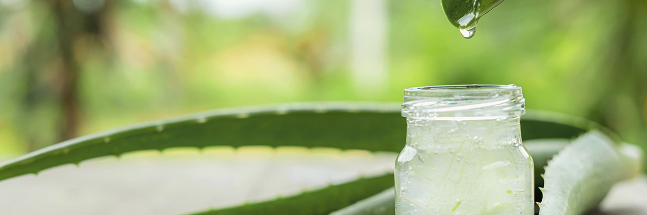 Aloe Vera  Wissenswertes ber die Superfood-Pflanze