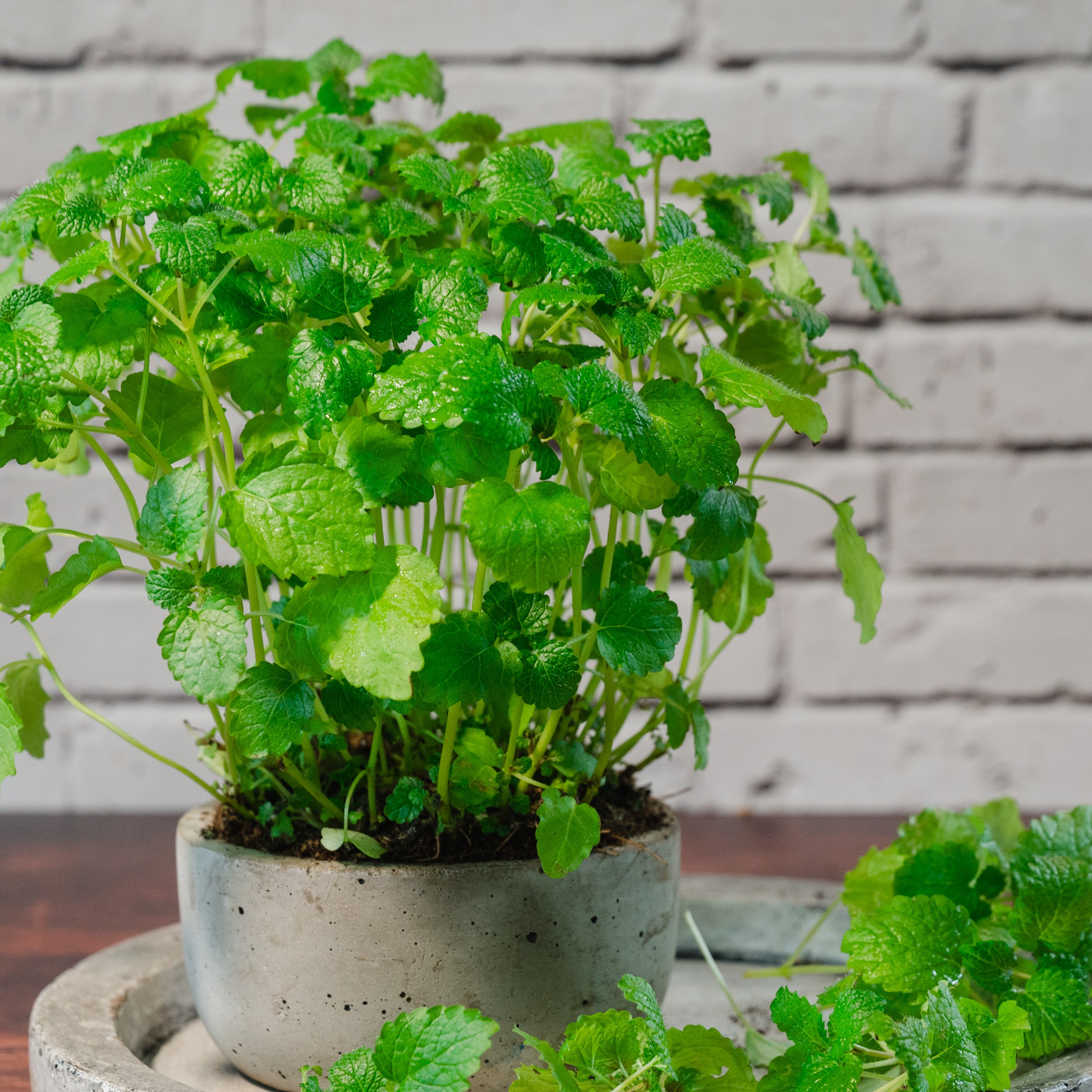 string of pearls variegata String of Pearls Variegated in 10cm pot  Rasmussen Gardens