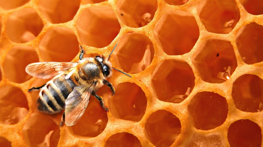 Bees test building skills with waste plastic
