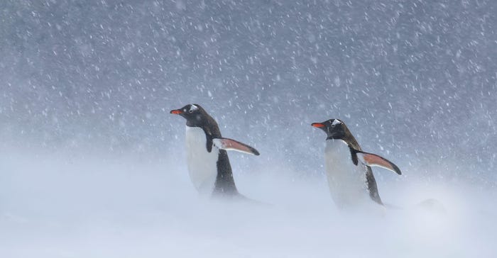 Alamy-Winter-Snow-Penguins-Cold-Nature-Picture-Library-2AKEK8M-1540x800.jpg