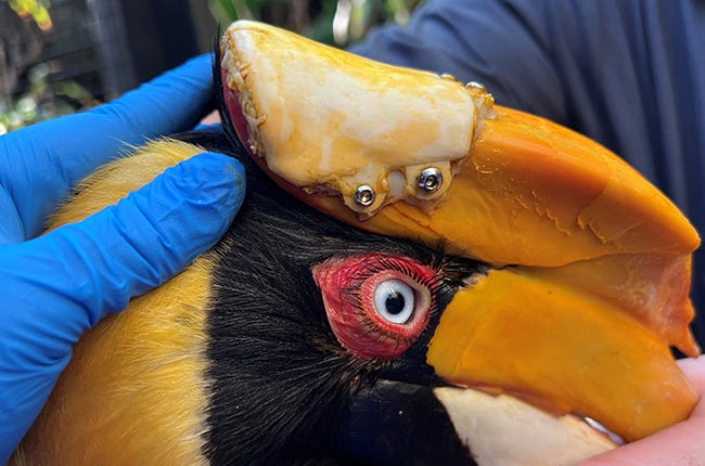 hornbill with prosthetic casque