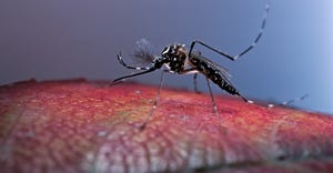 mosquito closeup
