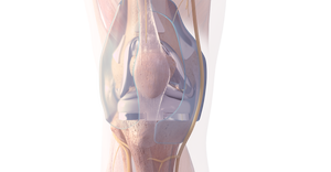 graphic of human knee