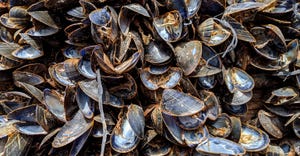 dead mussels
