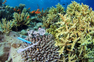 ocean-coral-plastic-300_0.jpg