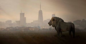 lion looking at Nairobi skyline
