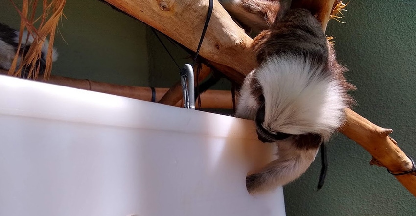 Cotton-top tamarin explores foraging feeder box at Phoeniz Zoo