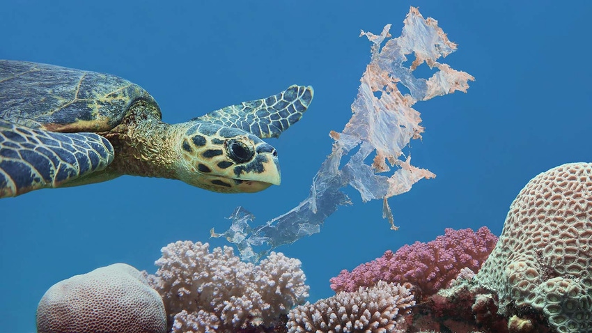 turtle swimming near plastic bag