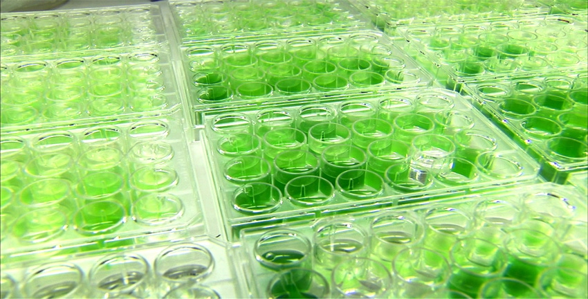 Green Matter: Can algae live up to their promise?