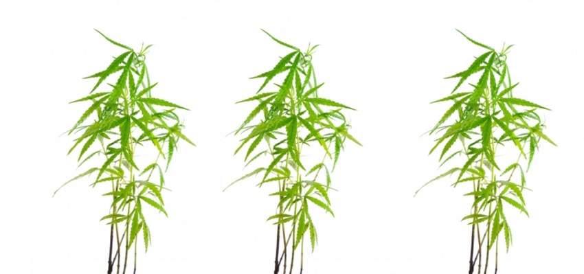 GTSO uses 3D-printing technology to design childproof cannabis packaging