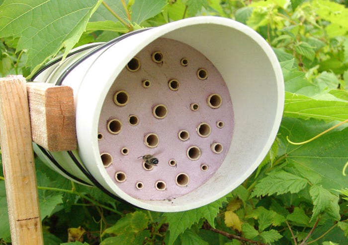 Bee-Nest-Plastic-Waste.jpg
