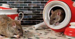 rats on kitchen counter