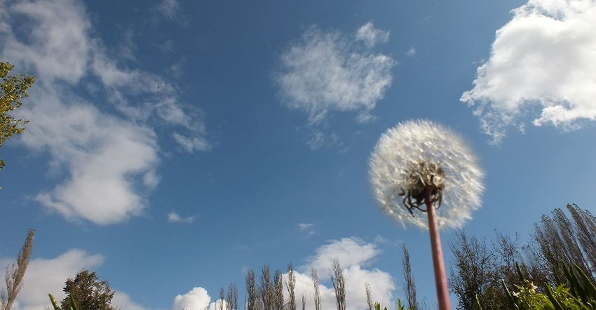 dandelion and blue sky