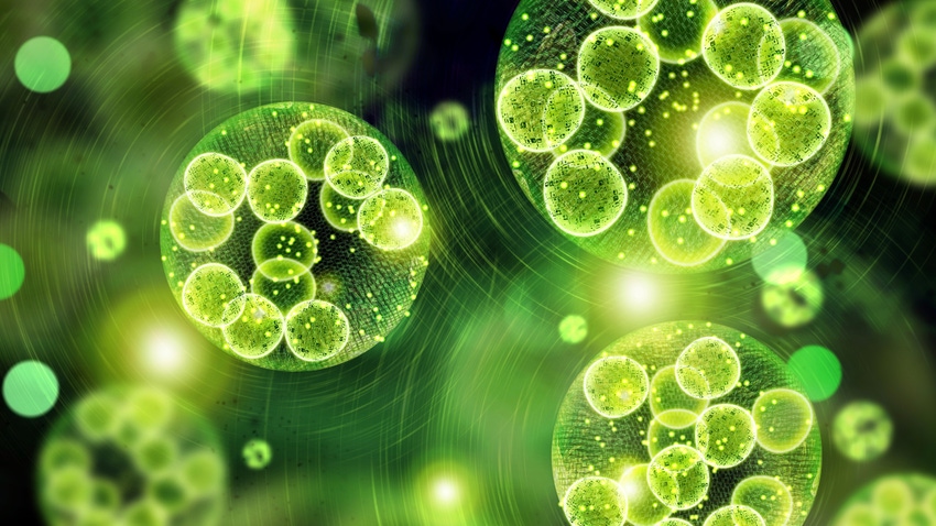 Green Algae Cells - 3D Illustration