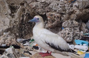 Seabirds cannot survive on plastic