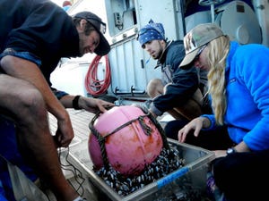 Sea creatures take shelter across Pacific on plastic "rafts"