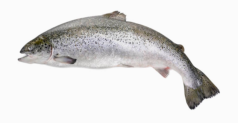 a salmon 