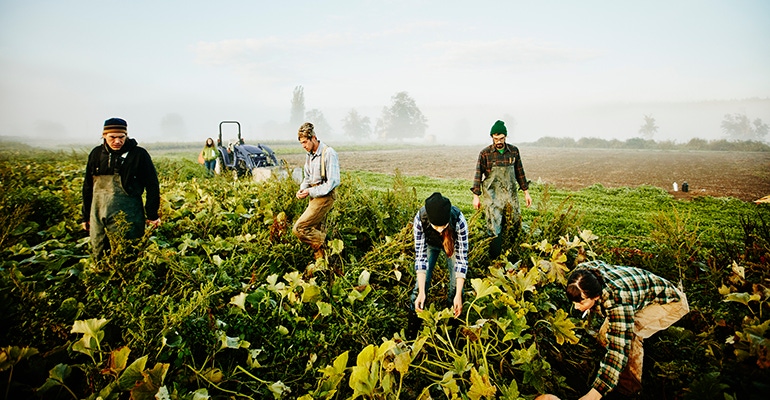 organic farmers