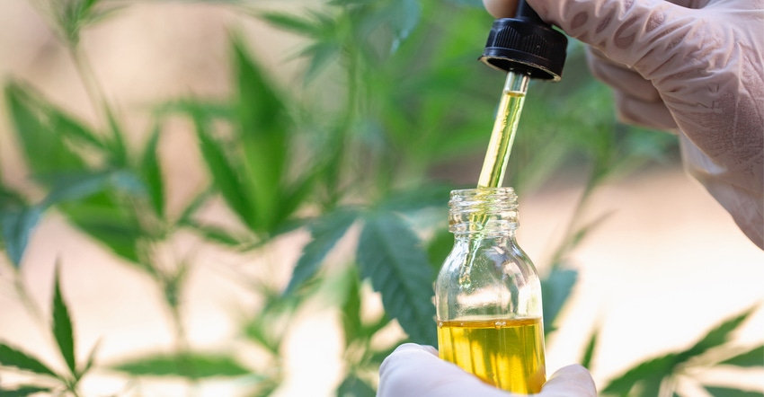 CBD oil tincture with gloved hands