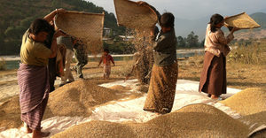 Bhutanese women rice farmers