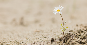 flower-growing-in-sand.png