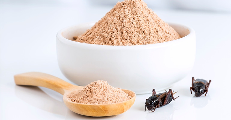 insect protein powder