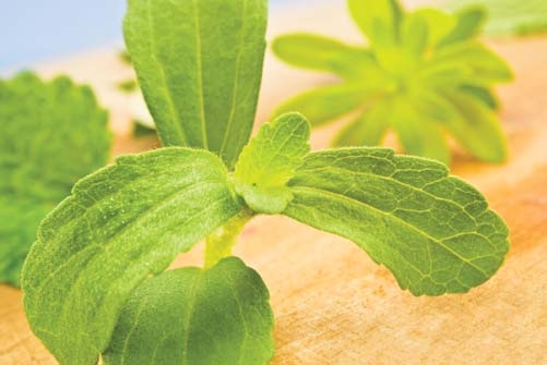 EU approval could boost stevia's global demand