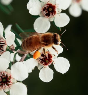 Could it bee? Buzz-worthy potential pesticide ban
