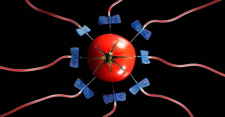 gmo tomato gmo tomato