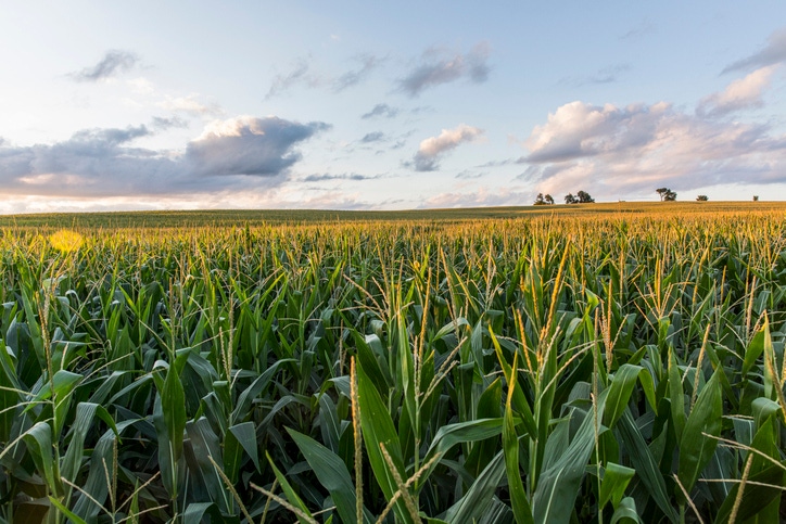 Iowa Farmland