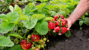 A human hand holds several bright red strawberries that are still attached to the bright green plant, planted in soil.  A human hand holds several bright red strawberries that are still attached to the bright green plant, planted in soil.