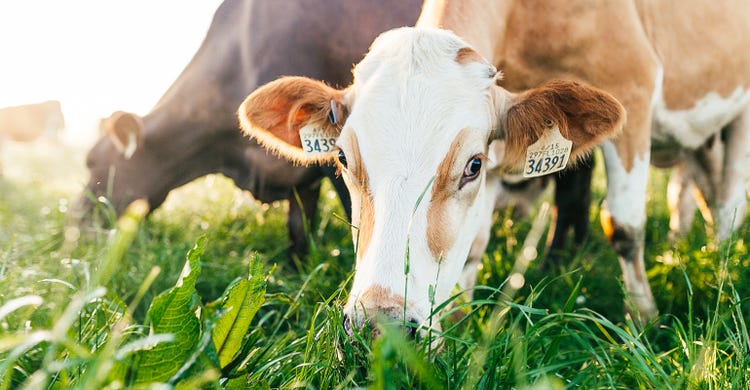 cows grazing on pasture can be an important part of regenerative agriculture practices