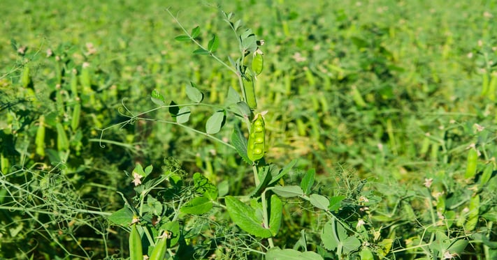 Pea protein is having a moment, and this company's seed breeding techn