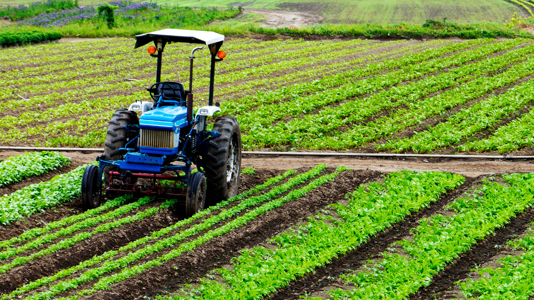 A blue tractor sits in a field of greens. 