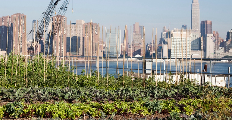 urban agriculture rooftop community garden