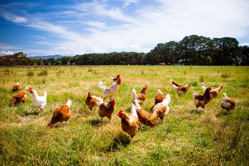 Organic industry call to action: Just days left to address livestock, poultry practices