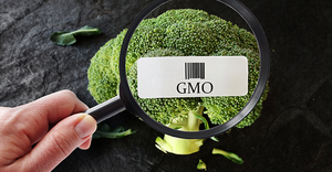 genetically modified broccoli label