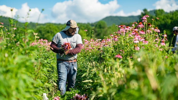Gaia Herbs grows numerous botanical ingredients, including echinacea, on its North Carolina farm.