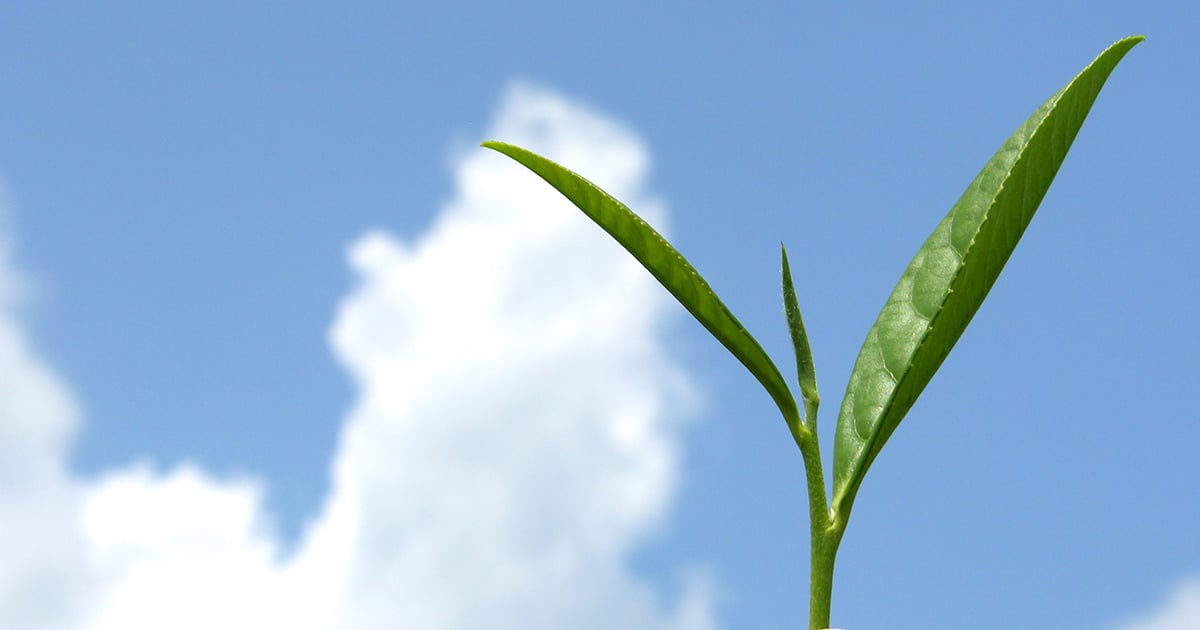 NutriScience debuts InnovaTea natural caffeine