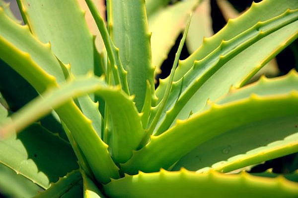50% of aloe products pass ConsumerLab.com tests