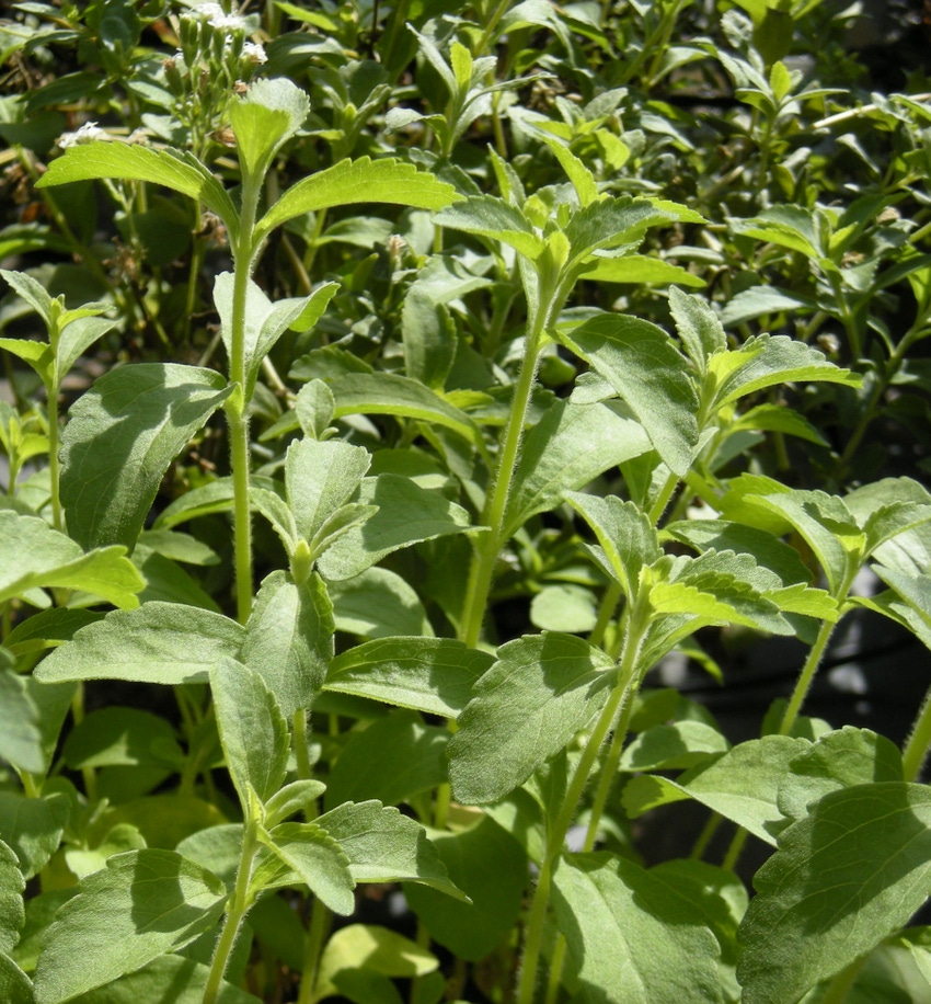 Stevia First, Seed Dynamics score with direct seeding