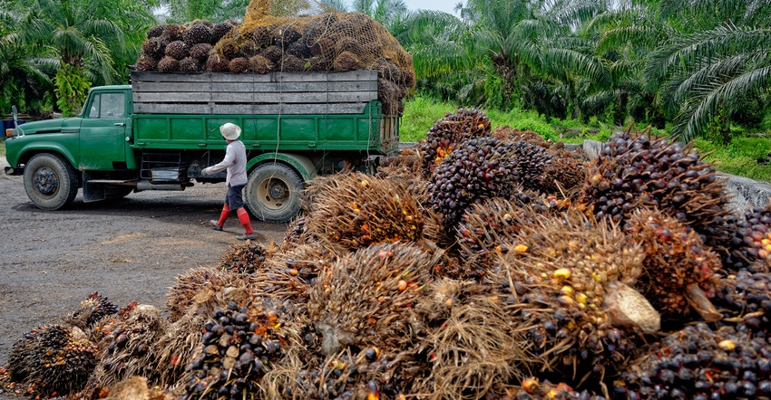 5@5: World's first bee vaccine saves hives | 'Sustainable' palm oil does more damage