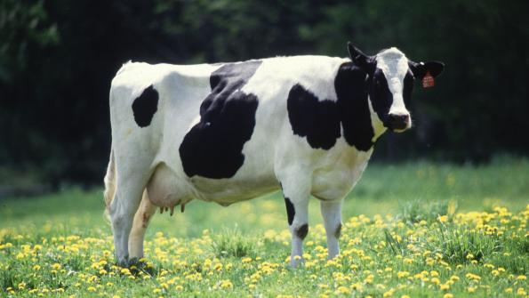 Cow-clad consumers protest aspartame in milk