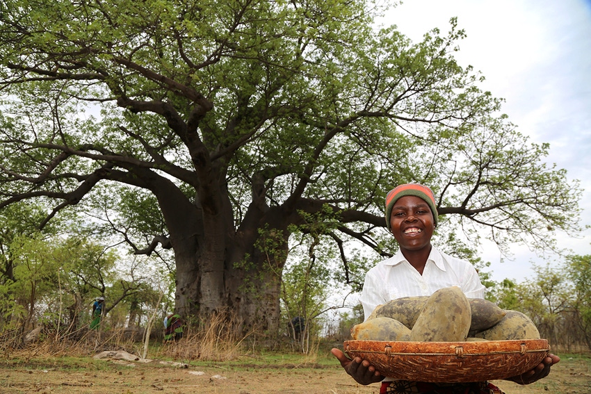Woman with baobab fruit in Zimbabwe