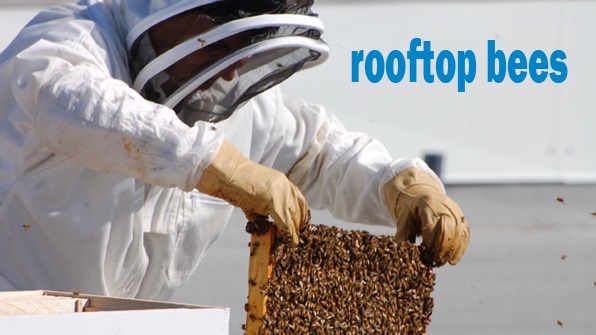 New Seasons Market buzzes with rooftop beehives