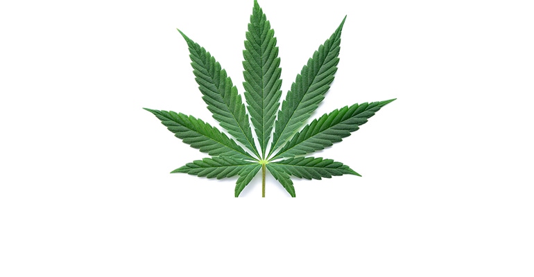 Download Supreme Logo With Weed Leaf Background Wallpaper