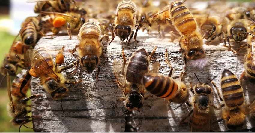 natural products retailers support pollinators with bee hives, honey sales