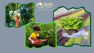 Female farmer uses smart tablet while she stands in a wheat field. Ag tech could reduce some work farmers have to do. Female farmer uses smart tablet while she stands in a wheat field. Ag tech could reduce some work farmers have to do.