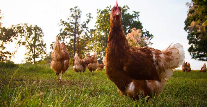 chicken on pasture eggs 